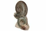 Two Toarcian Ammonite (Hammatoceras) Fossils - France #191714-1